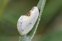 Cilix hispanica