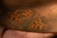 Polygonia c-album