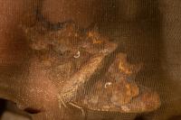 Polygonia c-album