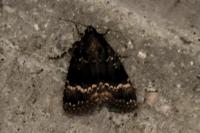Amphipyra pyramidea