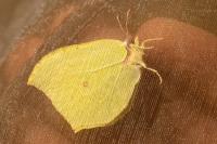 Gonepteryx rhamni