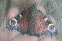 Aglais io