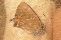 Satyrium w-album
