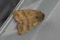 Ipimorpha subtusa