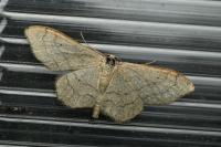 Idaea aversata