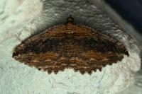 Philereme transversata