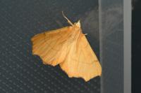 Ennomos quercinaria