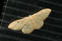 Idaea straminata