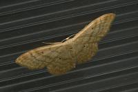 Idaea deversaria