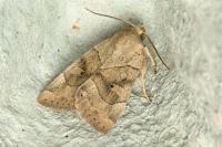 Cosmia trapezina