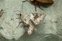 Hecatera bicolorata