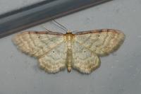 Idaea humiliata