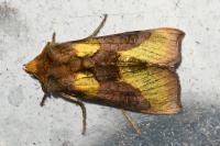Diachrysia chrysitis