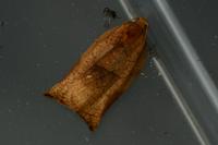 Archips podana