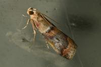 Acrobasis repandana
