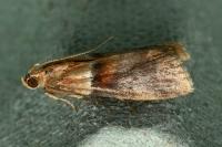 Acrobasis repandana