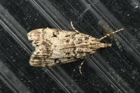 Eudonia lacustrata