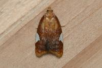 Acleris holmiana