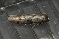 Blastobasis phycidella
