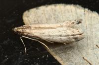 Ephestia