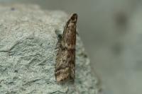 Ephestia