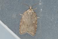 Acleris sparsana