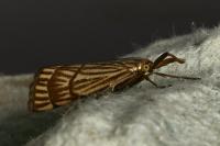 Chrysocrambus linetella