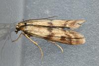 Homoeosoma sinuella