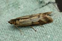 Homoeosoma sinuella