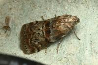 Phycita roborella