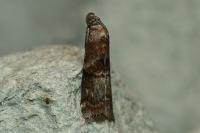 Phycita roborella