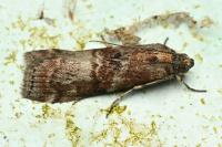 Phycita roborella