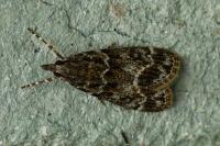 Eudonia mercurella