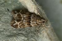 Eudonia mercurella