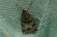 Eudonia mercurella