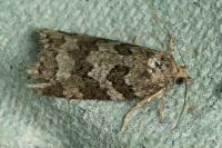 Cnephasia