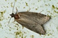Cnephasia