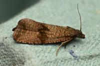 Celypha striana