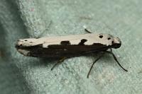 Ethmia bipunctella
