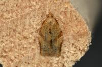Clepsis consimilana