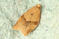 Clepsis consimilana