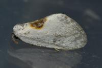 Cilix hispanica