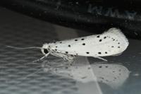 Yponomeuta