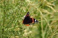 Vanessa atalanta