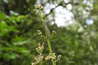 Cucullia scrophulariae