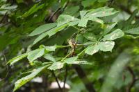 Cameraria ohridella