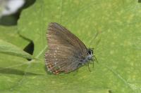 Satyrium ilicis
