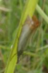 Chrysoteuchia culmella