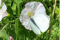 Pieris rapae