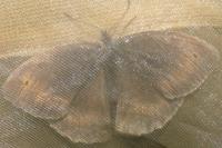 Maniola jurtina
